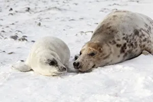 Grey Seal -Halichoerus grypus- with a cub, Helgoland Dunes, Schleswig-Holstein, Germany Grey Seal -Halichoerus grypus- with a cub, Helgoland Dunes, Schleswig-Holstein, Germany