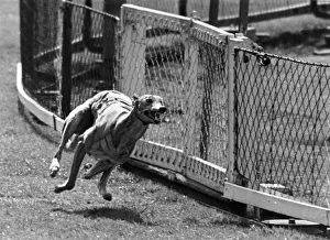 Greyhound Race; Priceless Border Takes His Last Gallop Greyhound Race; Priceless Border Takes His Last Gallop