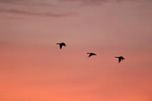 Greylag Geese -Anser anser-, Brandenburg, Germany Greylag Geese -Anser anser-, Brandenburg, Germany