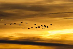 Greylag Geese -Anser anser- in flight in front of an evening sky, Ruegen Island, Mecklenburg-Western Pomerania, Germany Greylag Geese -Anser anser- in flight in front of an evening sky, Ruegen Island, Mecklenburg-Western Pomerania, Germany