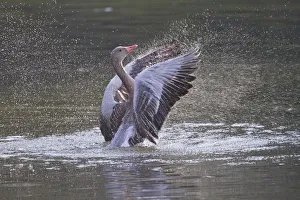 Greylag Goose -Anser anser- beating its wings, North Hesse, Hesse, Germany Greylag Goose -Anser anser- beating its wings, North Hesse, Hesse, Germany