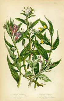 Gromwell, Creeping Gromwell, Stoneseed, Lithospermum, Victorian Botanical Illustration Gromwell, Creeping Gromwell, Stoneseed, Lithospermum, Victorian Botanical Illustration