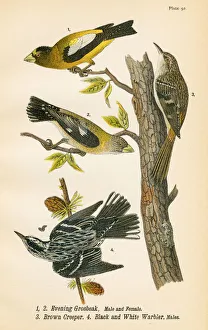 Grossbeak and Warbler bird lithograph 1890