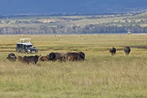 Group of African Buffalo -Syncerus caffer- in front of an off-road vehicle, Lake Nakuru National Park, Kenya Group of African Buffalo -Syncerus caffer- in front of an off-road vehicle, Lake Nakuru National Park, Kenya