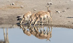 Group of Black Nose Impalas -Aepyceros melampus petersi- drinking at water, Chudop waterhole, Etosha National Park Group of Black Nose Impalas -Aepyceros melampus petersi- drinking at water, Chudop waterhole, Etosha National Park