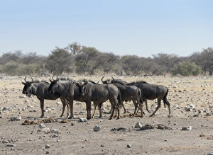 Group of blue wildebeest -Connochaetes taurinus-, Chudop waterhole, Etosha National Park, Namibia Group of blue wildebeest -Connochaetes taurinus-, Chudop waterhole, Etosha National Park, Namibia