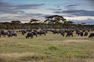 Group of buffalo -Syncerus caffer-, Lake Nakuru National Park, Kenya, East Africa, Africa Group of buffalo -Syncerus caffer-, Lake Nakuru National Park, Kenya, East Africa, Africa