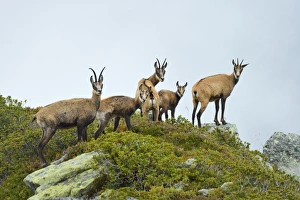 Group chamois -Rupicapra rupicapra- with pups, Bernese Oberland, Switzerland Group chamois -Rupicapra rupicapra- with pups, Bernese Oberland, Switzerland