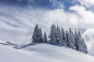 Group of coniferous trees with snow and hoarfrost, Brixen im Thale, Brixen Valley, Tyrol Group of coniferous trees with snow and hoarfrost, Brixen im Thale, Brixen Valley, Tyrol