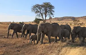 African Elephant Family Prints: Group of elephants