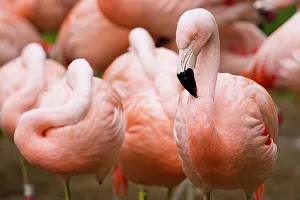 Group of Flamingos, San Francisco, California, USA Group of Flamingos, San Francisco, California, USA