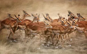 Group of Impala in Motion Blur at Masai Mara, Kenya Group of Impala in Motion Blur at Masai Mara, Kenya