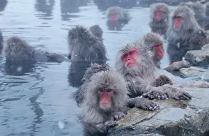 Group of Japanese macaques (Macaca fuscata) monkeys in hot spring Group of Japanese macaques (Macaca fuscata) monkeys in hot spring