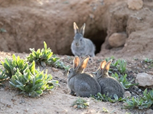 Photographers/jose bernat bacete/group little rabbits playing near den watched Photographers/jose bernat bacete/group little rabbits playing near den watched