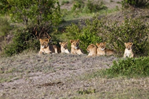 Group of young Lions -Panthera leo- resting, Masai Mara National Reserve, Kenya Group of young Lions -Panthera leo- resting, Masai Mara National Reserve, Kenya