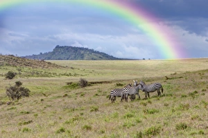 A group of zebras -Equus quagga boehmi- with rainbow, Lake Nakuru National Park, Kenya A group of zebras -Equus quagga boehmi- with rainbow, Lake Nakuru National Park, Kenya