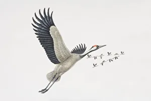Grus grus, Common Cranes in flight, one in the foreground Grus grus, Common Cranes in flight, one in the foreground