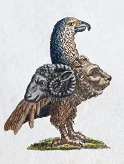 Gryllus, handcoloured copper engraving from Friedrich Justin Bertuch Picture book for Gryllus, handcoloured copper engraving from Friedrich Justin Bertuch Picture book for