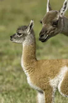 Guanaco female sniffing her calf Guanaco female sniffing her calf