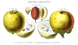 Guava Mangosteen Jujube fruit engraving 1857 Guava Mangosteen Jujube fruit engraving 1857
