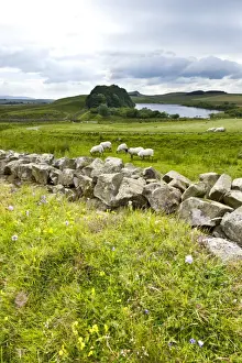Wildflowers UK Prints: Hadrians Wall
