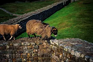 Images Dated 2015 December: Hadrian's Wall Print - A 122 AD Roman Defensive Fortification