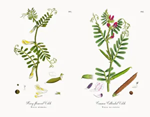 Hairy-flowered Vetch, Vicia hybrida, Victorian Botanical Illustration, 1863 Hairy-flowered Vetch, Vicia hybrida, Victorian Botanical Illustration, 1863