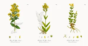 Hairy St. Johnas Wort, Hypericum hirsutum, Victorian Botanical Illustration, 1863 Hairy St. Johnas Wort, Hypericum hirsutum, Victorian Botanical Illustration, 1863