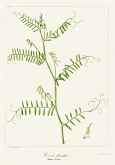 Hairy tare plant botanical engraving 1843 Hairy tare plant botanical engraving 1843