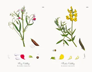 Hairy Vetchling, Lathyrus hirsutus, Victorian Botanical Illustration, 1863 Hairy Vetchling, Lathyrus hirsutus, Victorian Botanical Illustration, 1863