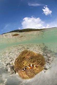 Half submerged view of two clownfishes live with their anemone host Half submerged view of two clownfishes live with their anemone host