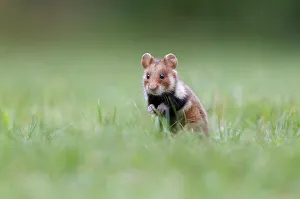 Hamster -Cricetus cricetus-, alert young in a meadow, Austria Hamster -Cricetus cricetus-, alert young in a meadow, Austria