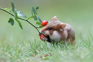 Prints of Hamster -Cricetus cricetus- taking a rosehip for its hoard, Austria Calomyscidae Prints: Hamster taking a rosehip for its hoard Print