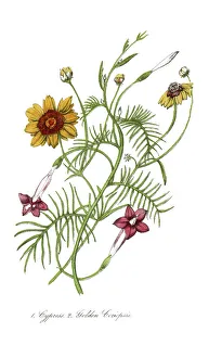 hand painted illustration of cypress vine, Ipomea quamoclit, and golden coreopsis hand painted illustration of cypress vine, Ipomea quamoclit, and golden coreopsis
