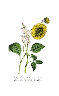 hand painted illustration of sunflower, Helianthus multiflorus, and buckbean, Menyanthus trivoliata hand painted illustration of sunflower, Helianthus multiflorus, and buckbean, Menyanthus trivoliata