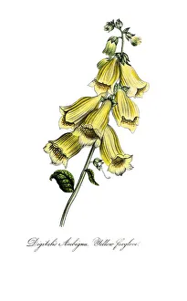 hand painted illustration of yellow foxglove, Digitalis grandiflora hand painted illustration of yellow foxglove, Digitalis grandiflora