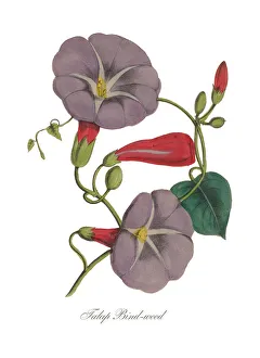 Handcolored Morning Glory, Bindweed, Victorian Botanical Illustration Handcolored Morning Glory, Bindweed, Victorian Botanical Illustration