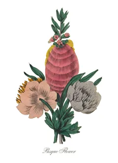 Handcolored Pasque Flower Victorian Botanical Illustration Handcolored Pasque Flower Victorian Botanical Illustration