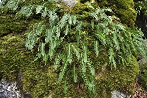 Hard Shield Fern -Polystichum aculeatum- on a moss-covered rock, Hiltpoltstein Hard Shield Fern -Polystichum aculeatum- on a moss-covered rock, Hiltpoltstein