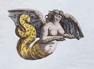 Harpyie, handcoloured copper engraving from Friedrich Justin Bertuch Picture book for Harpyie, handcoloured copper engraving from Friedrich Justin Bertuch Picture book for