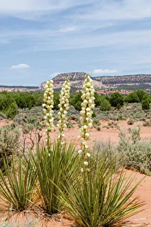 Harrimans yucca (Yucca harrimaniae), Coral Pink Sand Dunes State Park, Kanab, Utah, USA Harrimans yucca (Yucca harrimaniae), Coral Pink Sand Dunes State Park, Kanab, Utah, USA