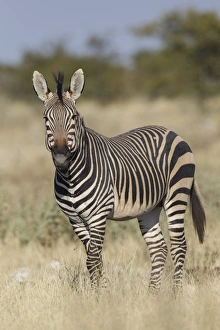 Hartmanns Mountain zebra -Equus zebra hartmannae-, Etosha National Park, Namibia, Africa Hartmanns Mountain zebra -Equus zebra hartmannae-, Etosha National Park, Namibia, Africa