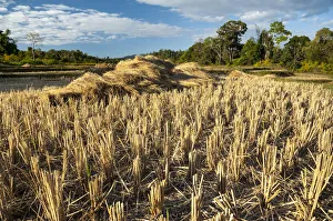 Harvested rice paddies, Northern Thailand, Thailand, Asia Harvested rice paddies, Northern Thailand, Thailand, Asia
