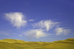 Harvested wheat fields, Palouse Hills, WA Harvested wheat fields, Palouse Hills, WA