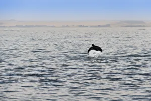 Havisides dolphin -Cephalorhynchus heavisidii- jumping in Walvis Bay, Namibia Havisides dolphin -Cephalorhynchus heavisidii- jumping in Walvis Bay, Namibia