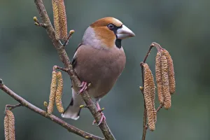 Hawfinch (Coccothraustes coccothraustes) sits on branch of a blooming hazelnut bush Hawfinch (Coccothraustes coccothraustes) sits on branch of a blooming hazelnut bush