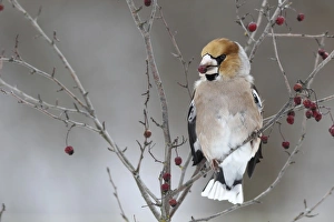 Hawfinch -Coccothraustes coccothraustes- with fruit of the vibrunum bush -Viburnum sp Hawfinch -Coccothraustes coccothraustes- with fruit of the vibrunum bush -Viburnum sp