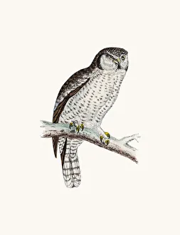 Hawk owl bird Hawk owl bird