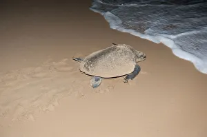 Hawksbill sea turtle -Eretmochelys imbricata- leaving the beach after having laid its Hawksbill sea turtle -Eretmochelys imbricata- leaving the beach after having laid its