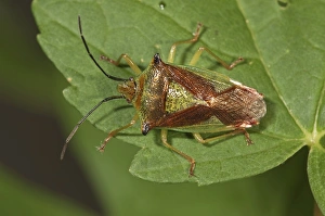 Hawthorn shield bug -Acanthosoma haemorrhoidale-, Untergroeningen, Baden-Wuerttemberg Hawthorn shield bug -Acanthosoma haemorrhoidale-, Untergroeningen, Baden-Wuerttemberg
